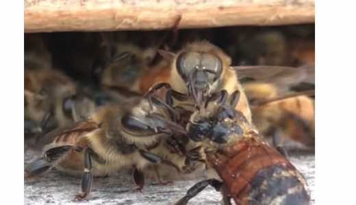 ミツバチに衝撃的な真実！誤って蜜にダイブ→仲間が救助する！