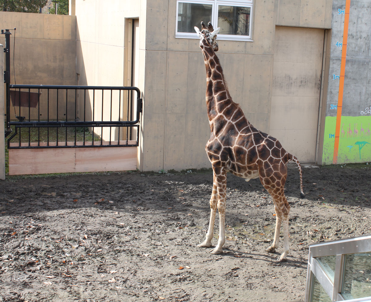 旭山動物園で年ぶりにキリンの赤ちゃん誕生 生まれたてでも体長は165ｃｍ 秒刊sunday
