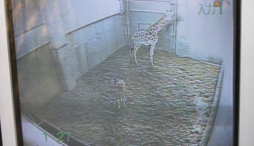 旭山動物園で20年ぶりにキリンの赤ちゃん誕生！生まれたてでも体長は165ｃｍ！