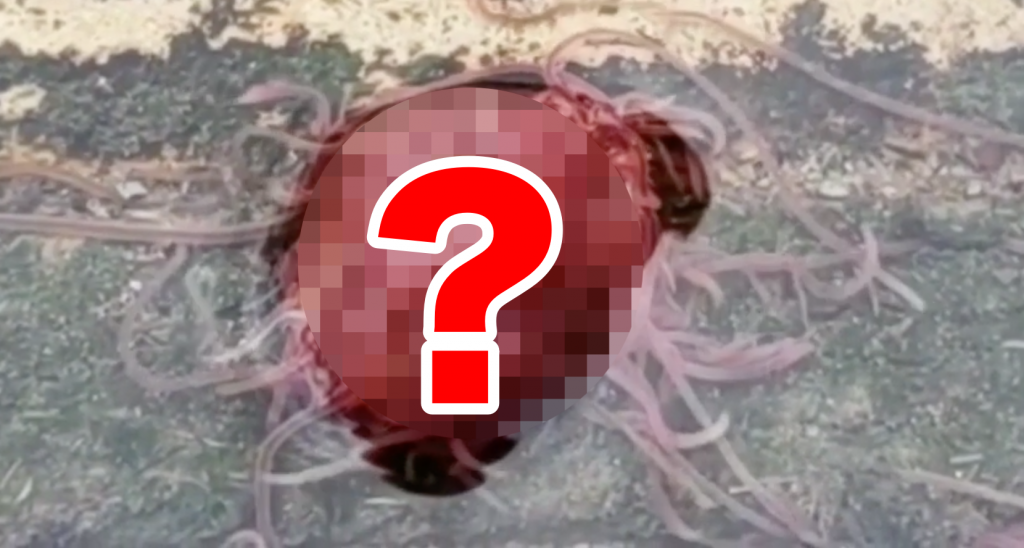 全身寒イボ必至の「謎の肉塊生命」が発見される！
