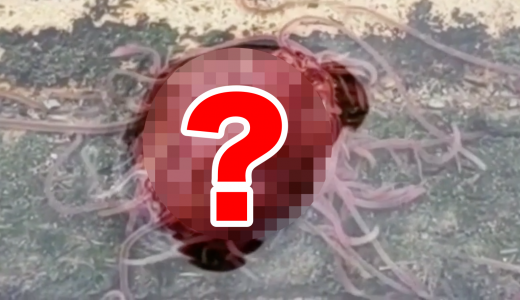 全身寒イボ必至の「謎の肉塊生命」が発見される！