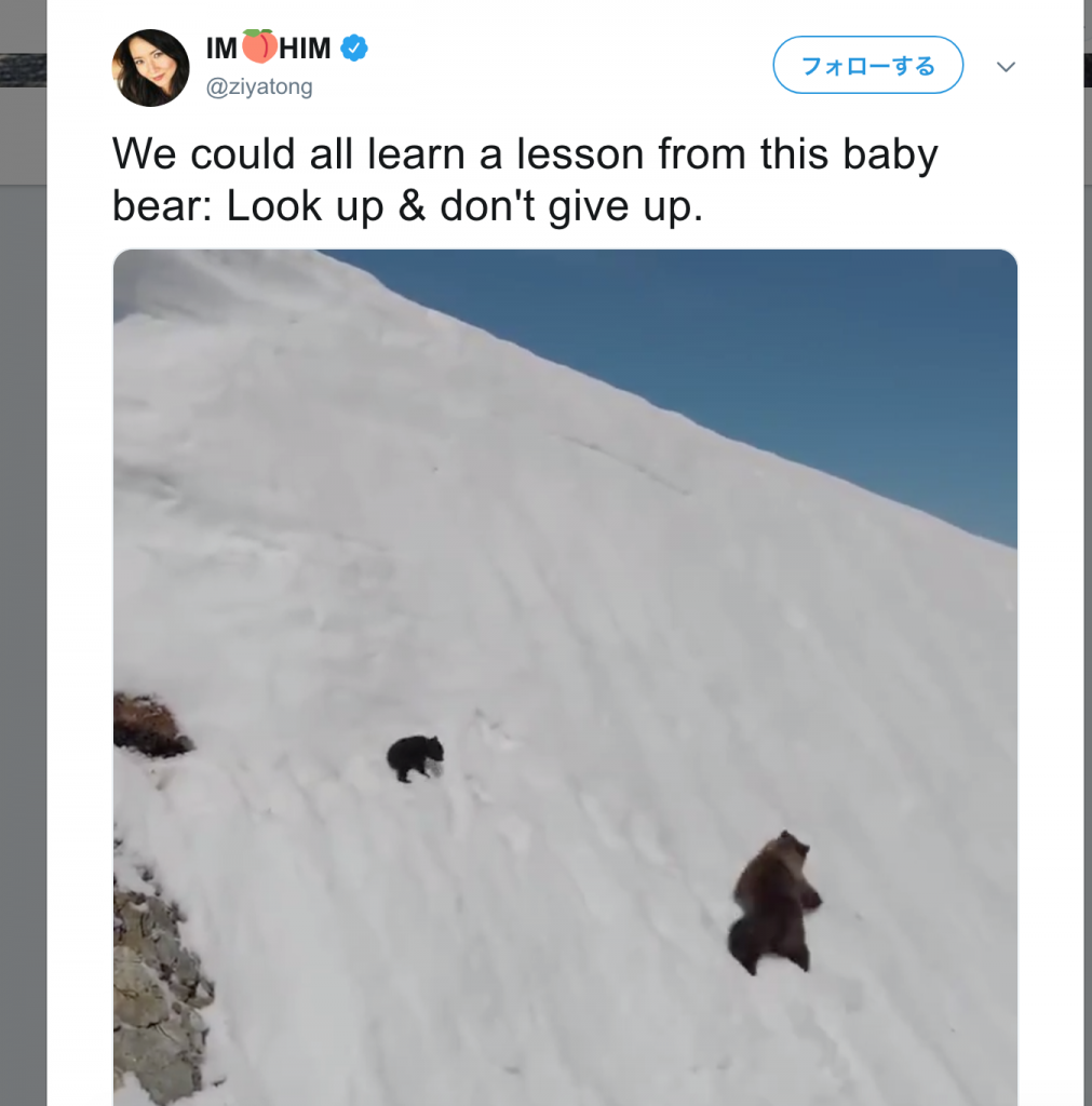 全米が涙腺崩壊！雪山を登るクマの親子の映像のストーリー性が神すぎる！