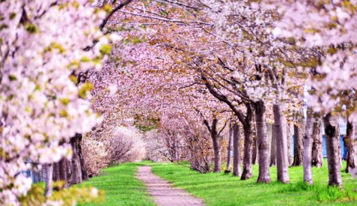 iPhone以外は、「いいね桜が咲かない！」ツイッターに日本列島怒りの大クレーム発生中！