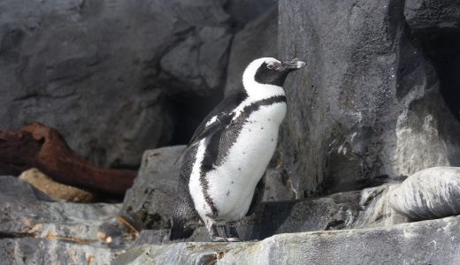 水族館のペンギン相関図のドロドロっぷりがスタッフも震撼するレベルだと話題に