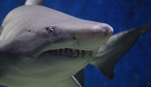 スーパー聖域でシュノーケリングしていた４４歳男性、サメに喰われる