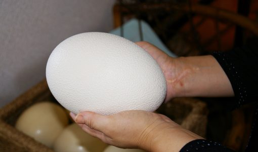 中国でネズミをタマゴから羽化させる謎技術が成功発表。不妊治療に効果期待