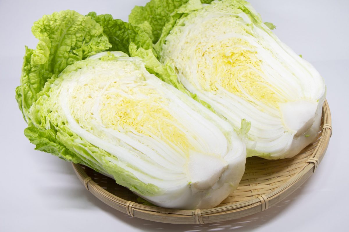 白菜は内側から使うという人類驚愕の新事実が発見される
