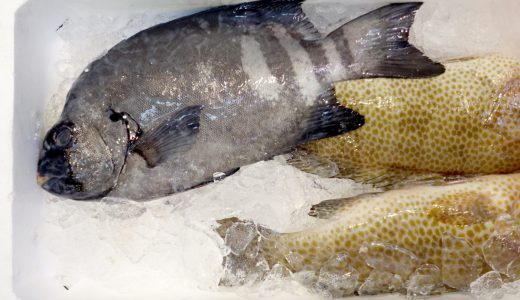 キンキンに凍った魚が水に入れると突如蘇る不思議な映像が話題に