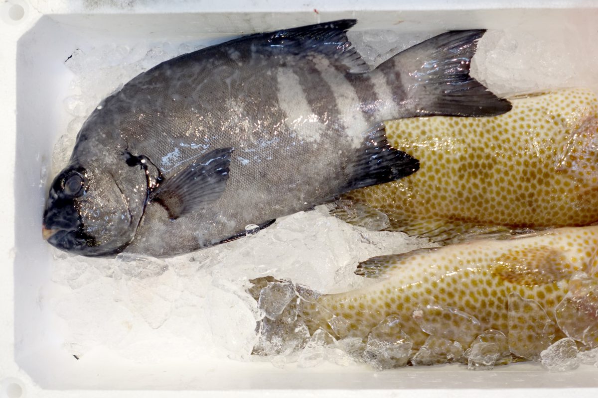キンキンに凍った魚が水に入れると突如蘇る不思議な映像が話題に