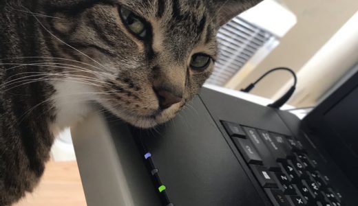 猫はオンラインでのコミュニケーションには向かない事が判明