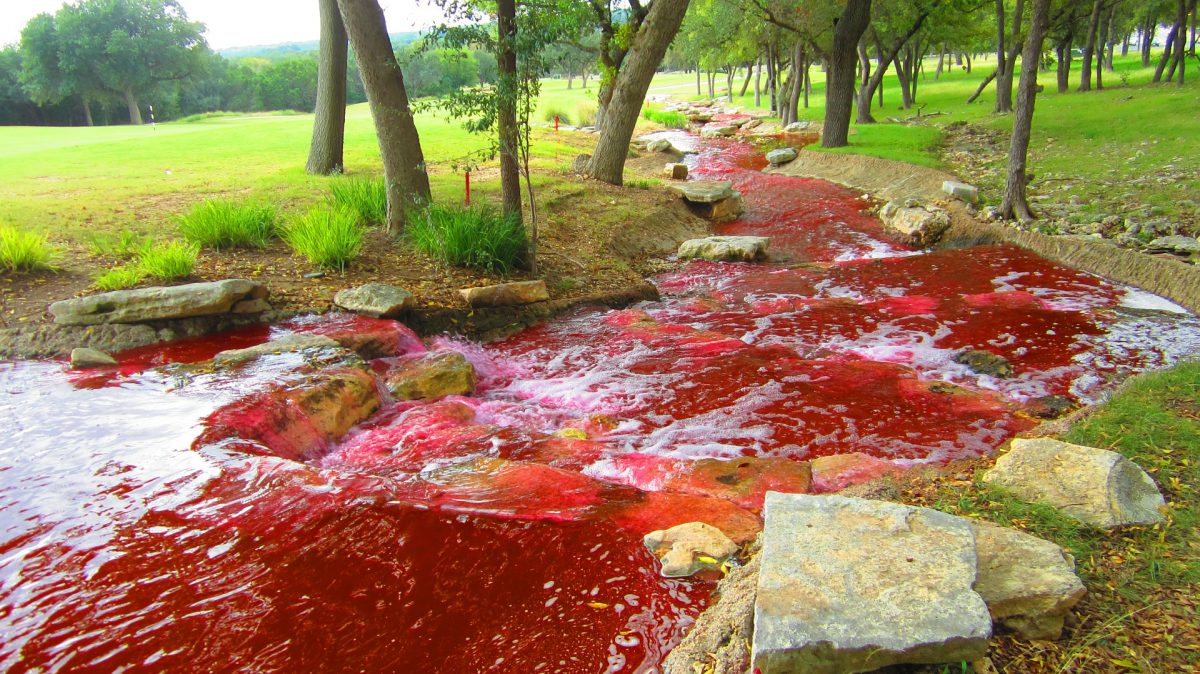 食肉処理場近くで川が血のように真っ赤に染まる不気味な現象が話題に
