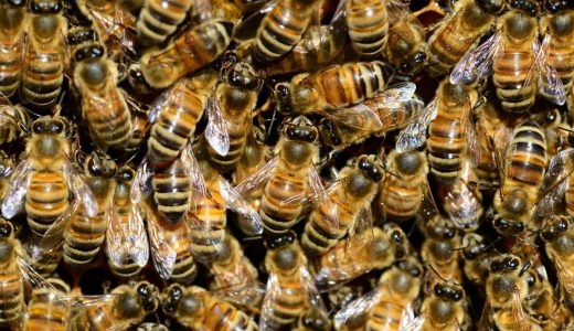怖すぎる、25,000匹の蜂の大群に襲われたトランポリンが衝撃的な姿に