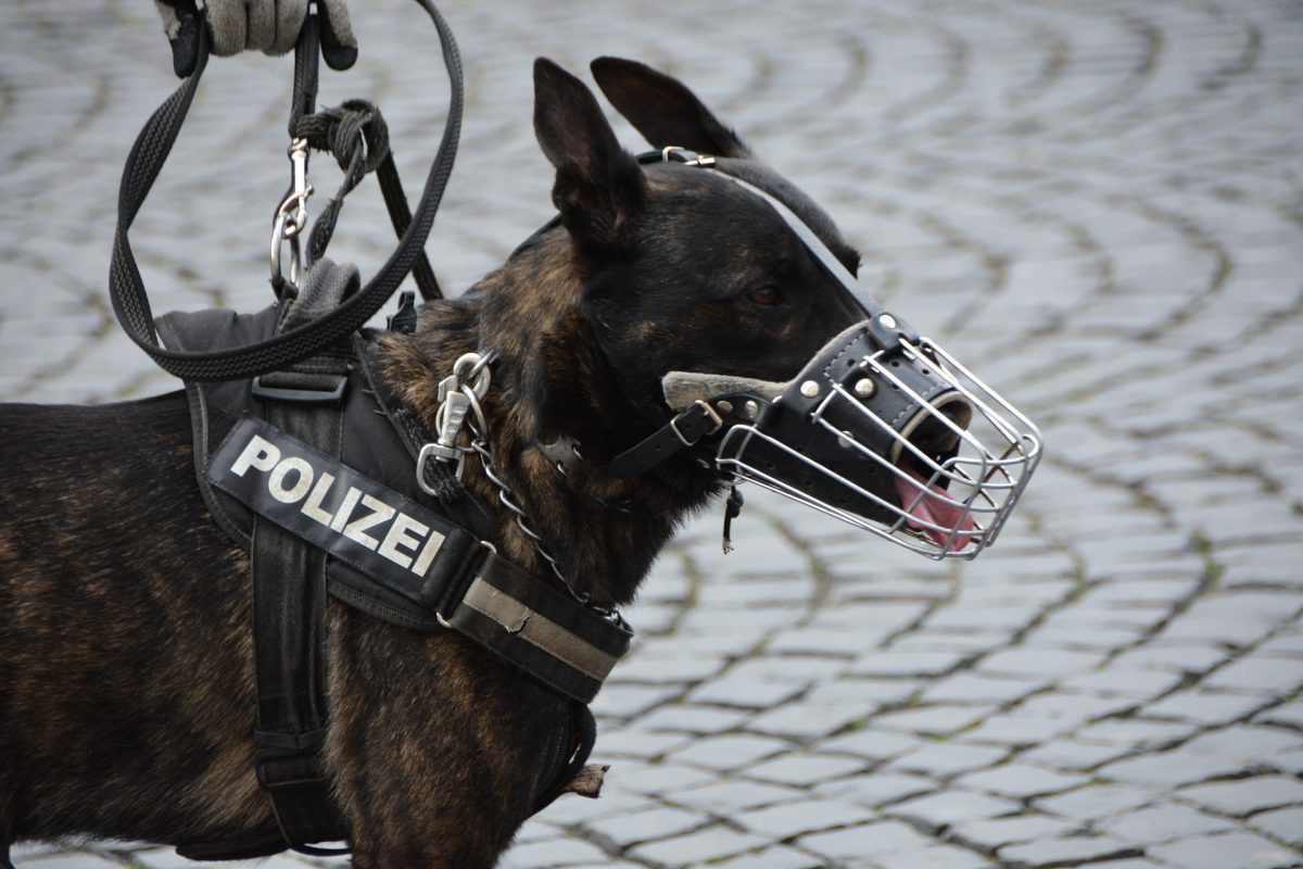 警察犬を引退したイヌ 仕事が終わってとんでもない姿に 秒刊sunday