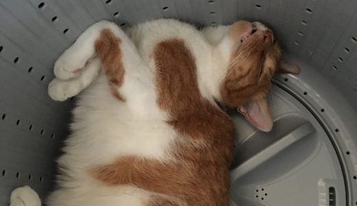 洗濯機で寝てたネコ、そのまま洗われてしまう顔面蒼白の事故発生