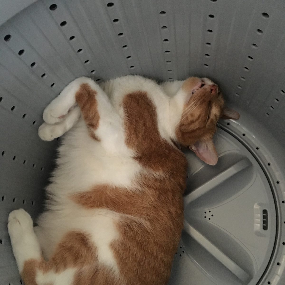 洗濯機で寝てたネコ そのまま洗われてしまう顔面蒼白の事故発生 秒刊sunday