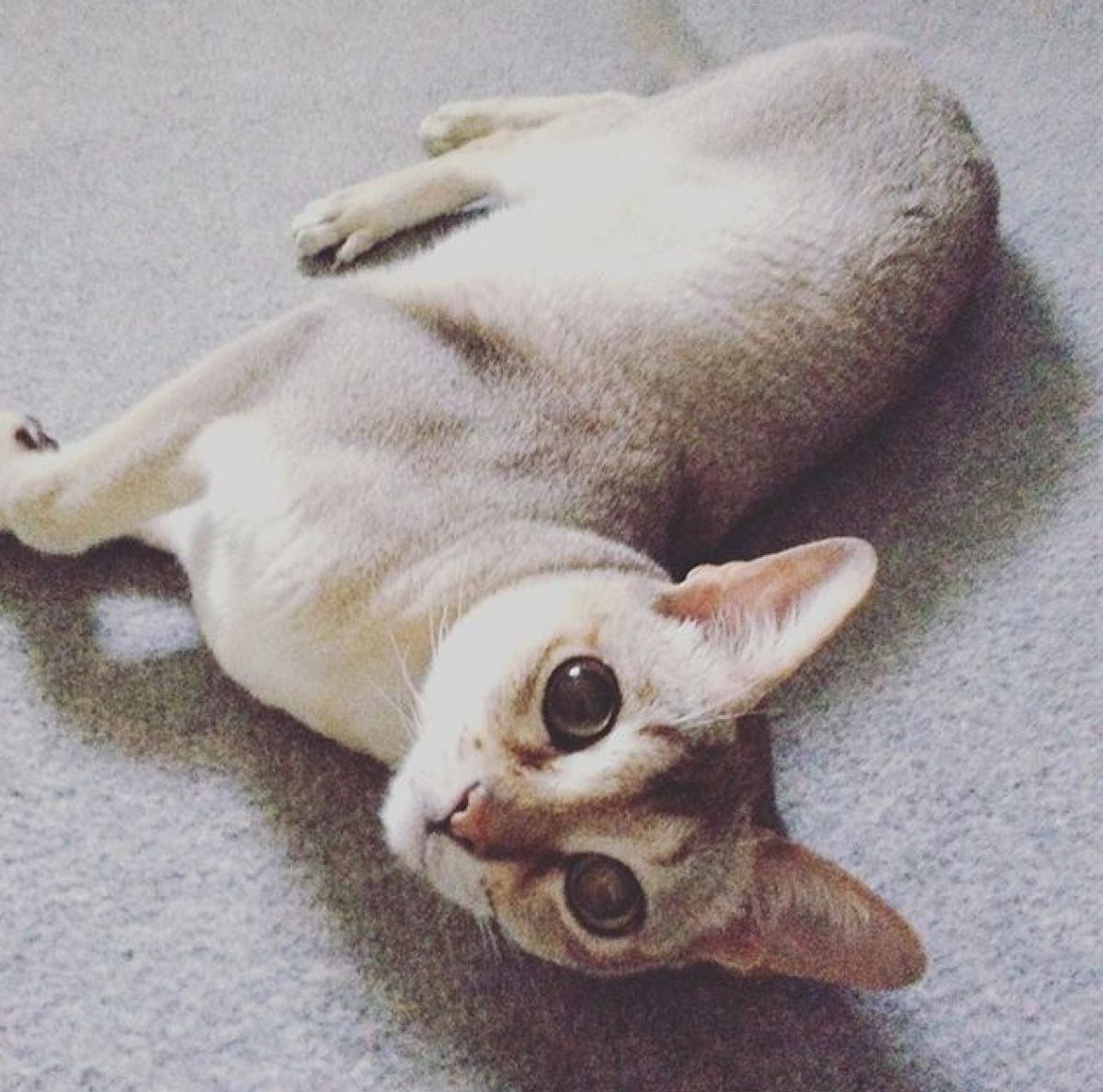 世界最小の猫、シンガプーラがかくれんぼした結果、抱腹絶倒と話題に