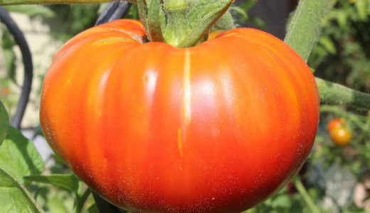 英国で最大２．７キロのモンスタートマトが衝撃的過ぎると話題に