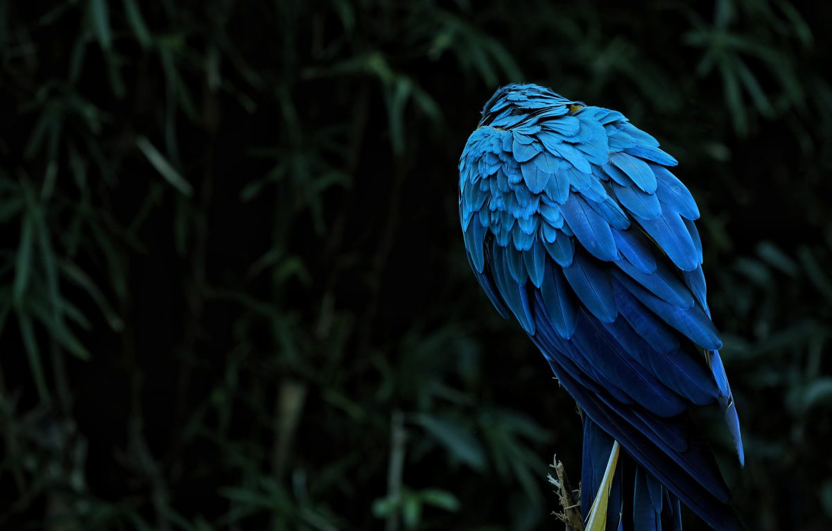 真っ青の見たことのない鳥が発見、衝撃の事実が発覚する