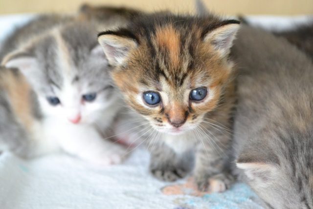 ご飯の食べ方が激しすぎる子猫に13万いいね その理由に涙腺崩壊 秒刊sunday