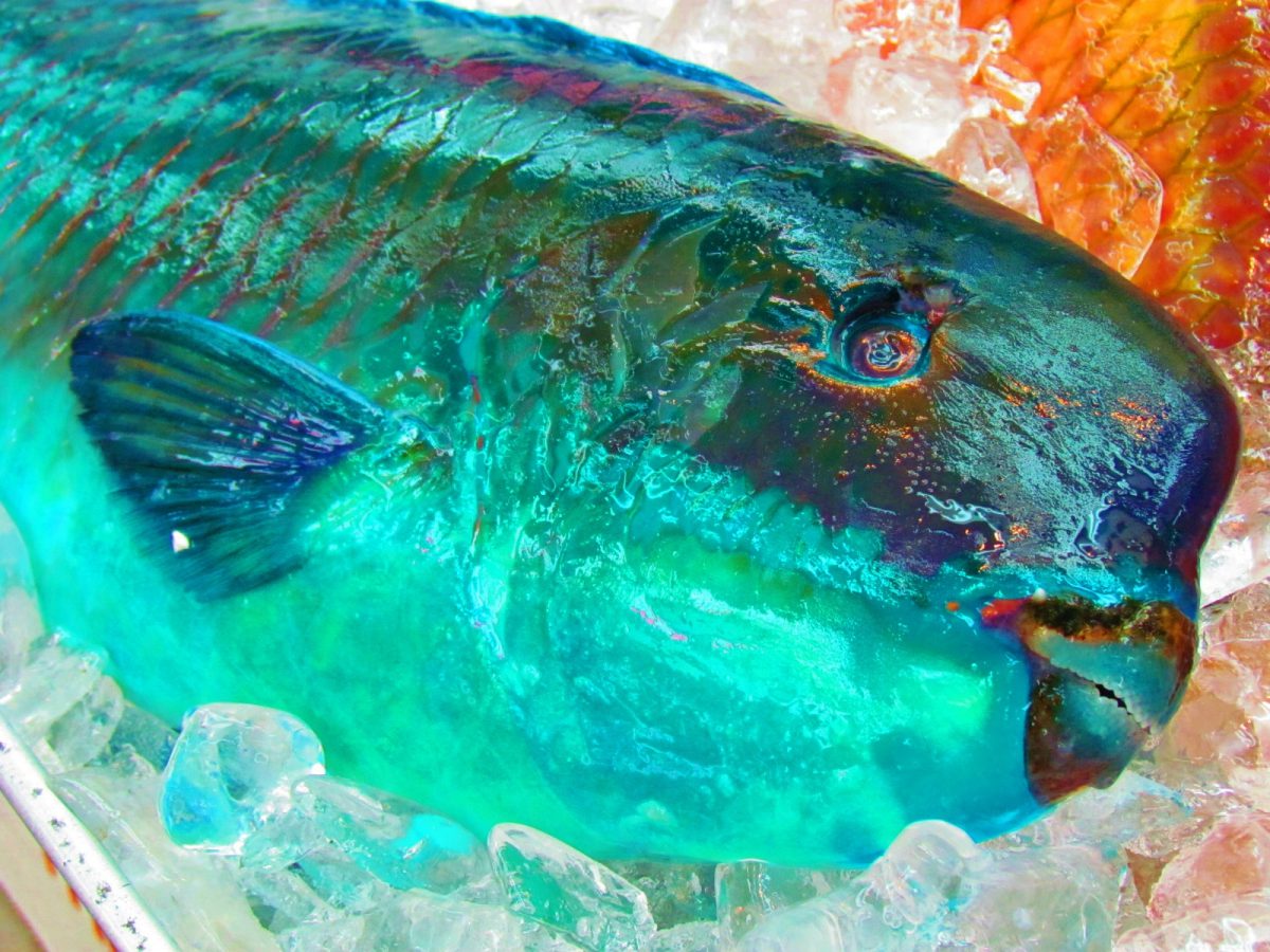 沖縄離島で大量の魚が仮死状態に その衝撃の理由が話題に 秒刊sunday