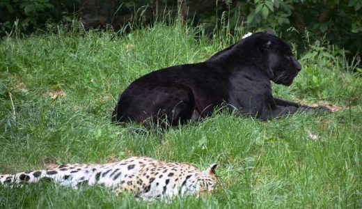 イングランドで、犬並みの巨大なネコ「ビッグキャット」が度々目撃される