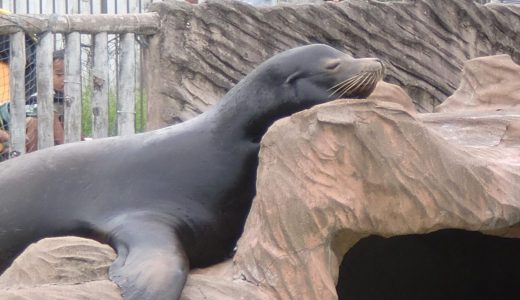 有名水族館のアザラシ、窒息しそうな寝姿がネット上で話題に