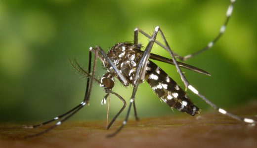 ウォルバキア細菌に感染した蚊がデング熱を77%減らすと判明