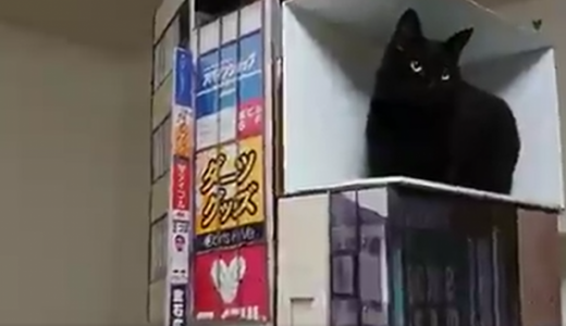 新宿のリアル3D猫を本物のネコでやってみたツイートが話題に！本人に色々聞いてみた