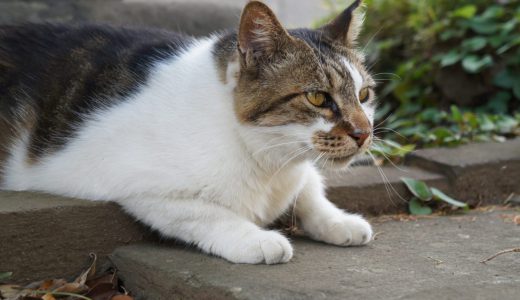 東京の霊園が、猫カフェならぬ「ネコ霊園」となっていると、海外ニュースサイトで話題に
