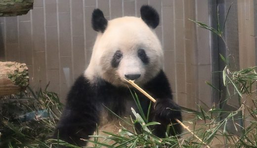 上野動物園パンダ「シャンシャン」2022年6月まで返還延期、ファン感涙の事態に