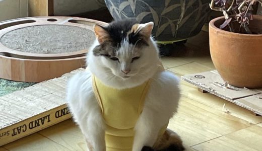 洋服を着たら、ムキムキマッチョ風になった猫ちゃんが反則級の可愛さ！
