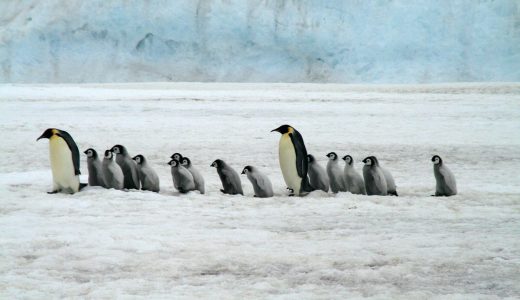 ディズニーかよ！ペンギンが自然の驚異から危機一髪逃げる映像が話題に