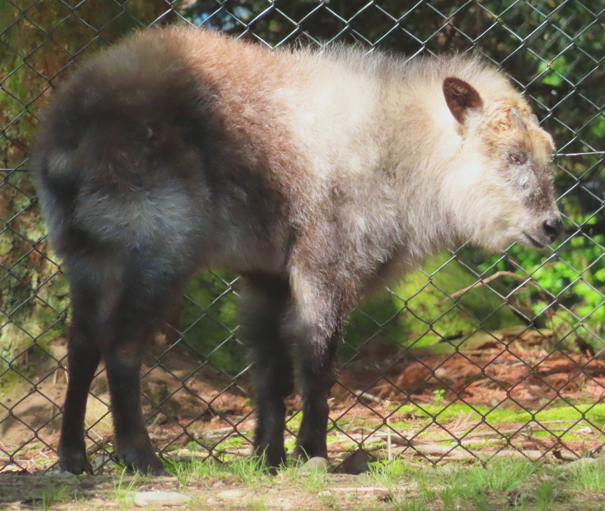 カモシカ の よう な 足