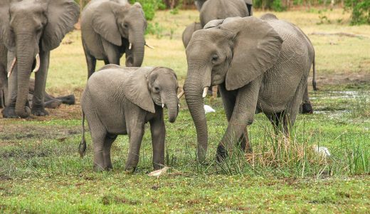 穴にハマった象の親子の救出劇に、世界中が涙腺崩壊