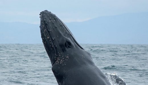 クジラに飲み込まれた男性が生還、恐ろしい体験談を語る
