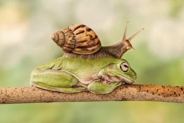 a-snail-rides-a-frog-photo-u1