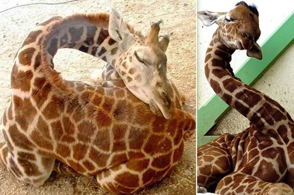 Sleeping-giraffes-1