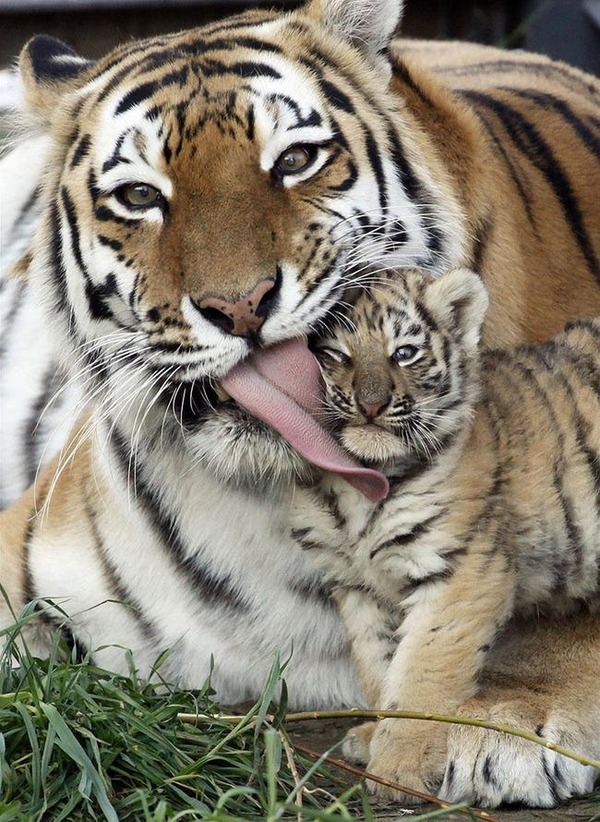 tiger-mascots-photo-u2