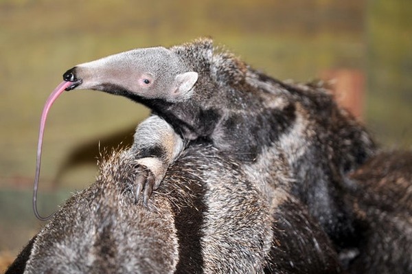 anteaters-photo-u1