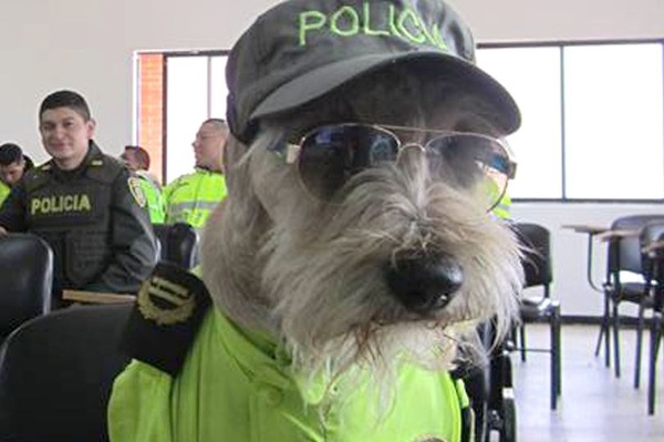 PAY-PROD-FROM-STRAY-TO-POLICE-DOG-1