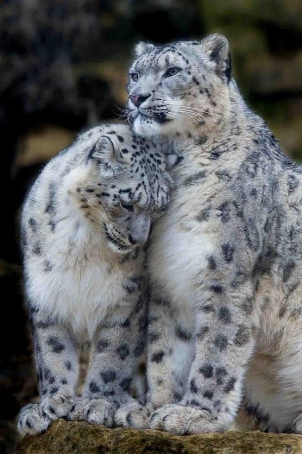 snow-leopard-freestyle-list-photo-u1
