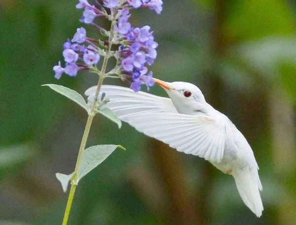 ruby-throated-hummingbird-photo-u1