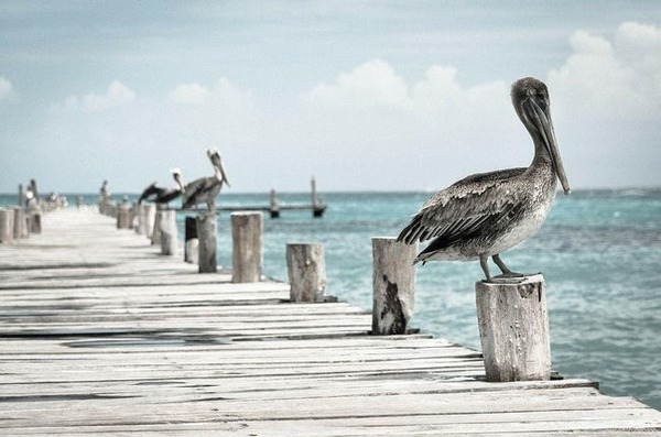 pelican-photo-u2