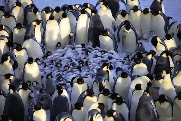 king-penguin-freestyle-list-photo-u1
