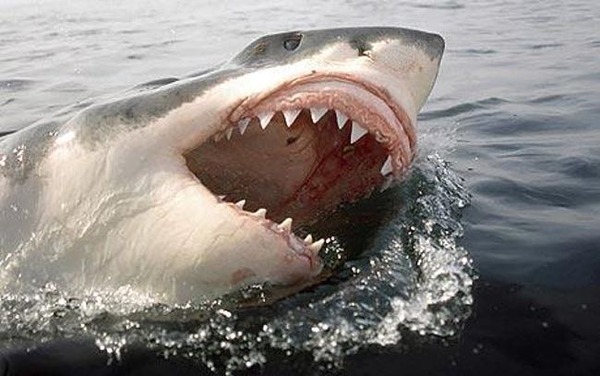 shark-attacks-areo-u1