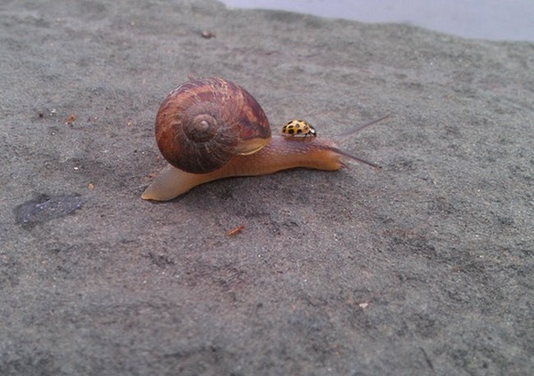 a-lady-bug-riding-a-snail-photo-u1