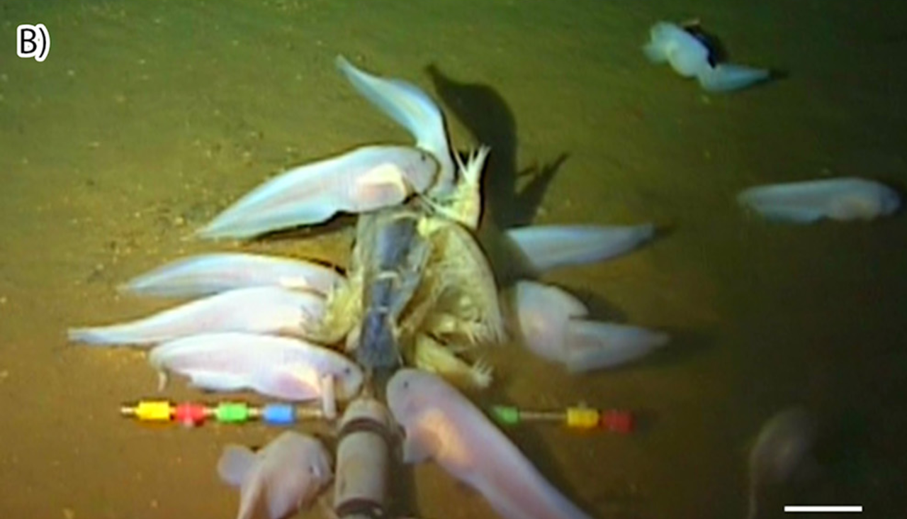深海８０００メートルで 大人の白いオタマジャクシ が発見される 秒刊sunday