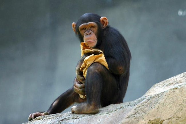 【超頭いい！】チンパンジーは釣りをするらしいぞ！道具を使って狩りをする動物3選！ 秒刊SUNDAY