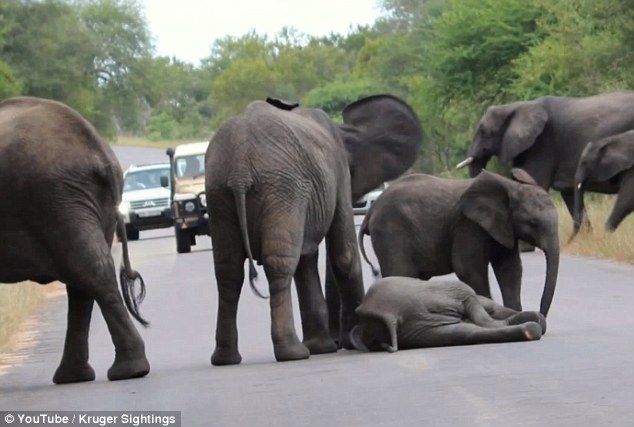 これは泣ける 道路で転倒した象 仲間が一生懸命助けて無事避難 秒刊sunday