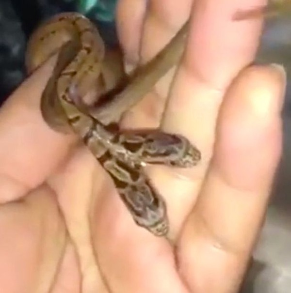 Snake-born-with-two-heads